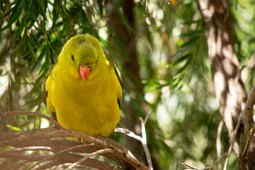 The male Regent Parrot has a general yellow appearance with the tail and outer edges of the wings being dark blue-black.