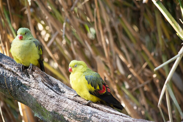 The male Regent Parrot has a general yellow appearance  and the female is light green