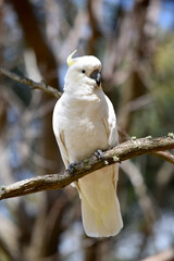 The sulphur crested cockatoo is a white bird with a yellow crest.