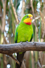 the superb parrot has a green body with red under its neck and yellow forehead and chin