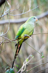 the female superb parrot has a green body  and an orange beak