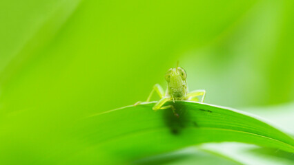 Macro Shot of a Green Grasshopper on a Leaf Looking at the Camera - Ideal for Minimalist Art, Educational Materials, Nature Blogs, and Entomological Studies