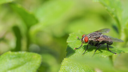 Macro Shot of a Flesh Fly (Sarcophaga) on a Leaf with Vibrant Green Background - Ideal for Minimalist Art, Educational Materials, Nature Blogs, and Entomological Studies