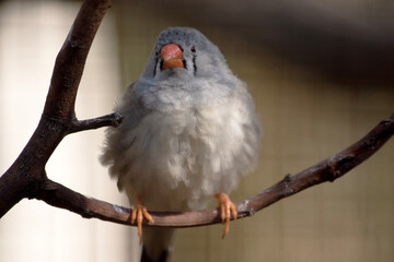 the female  finch has a grey body with a white under belly with a black and white tail. It has a white and black stripe on its face