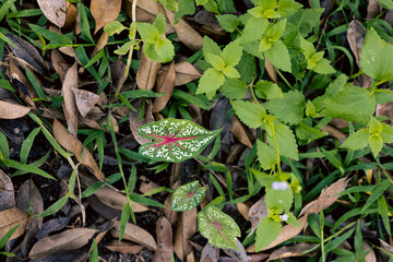 heart-shaped leaves of Caladium bicolor, its large, heart or lance-shaped leaves with striking green, white, pink, and red botching, called Heart of Jesus, 