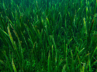 Tape seagrass (Enhalus acoroides) is an underwater plant, seagrass. 