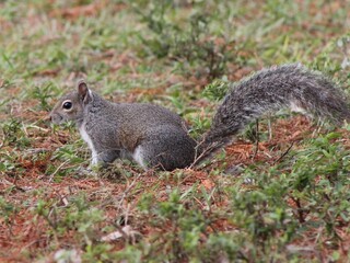 Squirrel in the ground in its side view