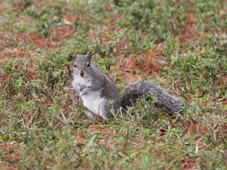 Cute squirrel in the ground standing looking at 