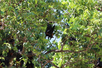 Hen bats live in nature.