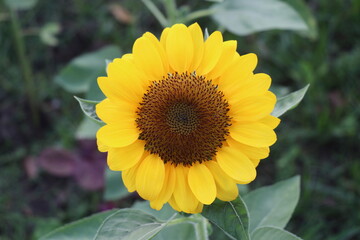 Fototapeta premium Sunflowers blooming in the park