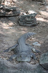 Crocodiles in zoos are amphibians.