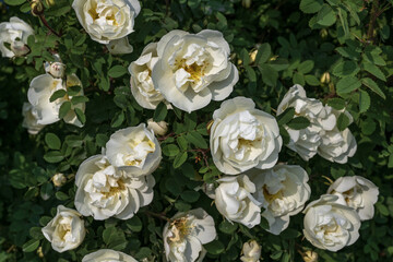 White roses in the garden