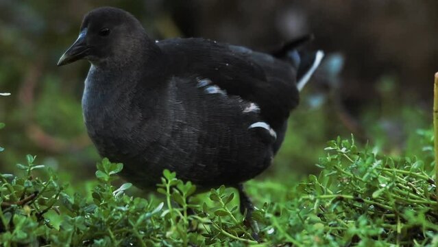 Close-Up Shot Of Black Guillemot Bird Eating And Walking On Green Plants - Netanya, Israel