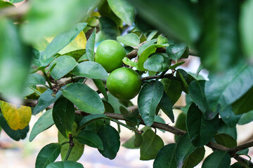 fresh green lemon fruit on tree