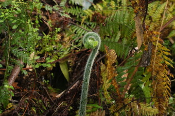 new growth on native fern