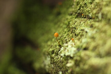 micro mushrooms