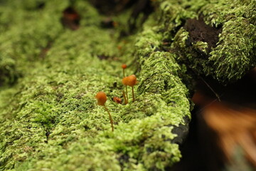 fungi in moss