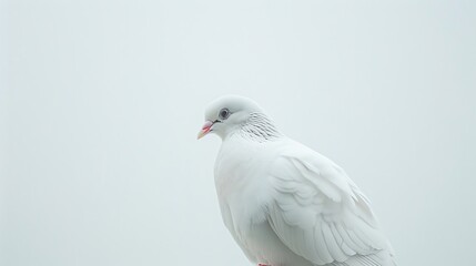 A beautiful white dove with a gentle expression in its eyes. The dove is perched on a branch, and the background is a soft, out-of-focus blur.