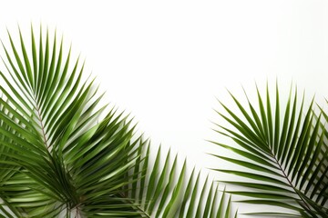 Obraz premium Individual palm leaves isolated on white backdrop for versatile design applications