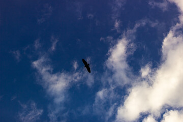 birds flying in beautiful sky