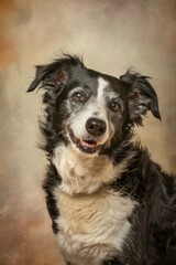 Fototapeta premium Close-up of a Border Collie dog with expressive eyes on beige background.
