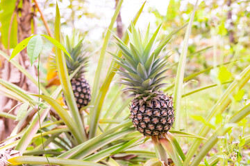 fresh pineapple fruits in the Myanmar garden.