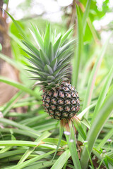 fresh pineapple fruits in the Myanmar garden.
