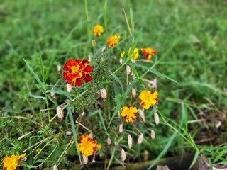 red and yellow flowers in grass