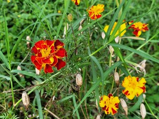 red and yellow flowers in grass