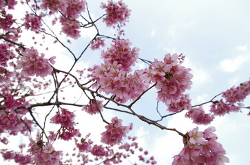 Kawazu cherry blossoms : full blooming