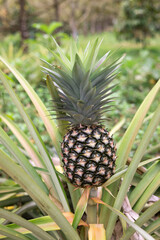 fresh pineapple fruits in the Myanmar garden.