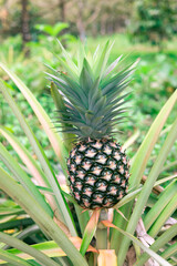 fresh pineapple fruits in the Myanmar garden.