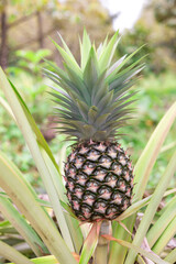 fresh pineapple fruits in the Myanmar garden.