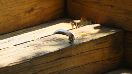 A black rat snake with a forked tongue sunbathing on old wooden stairs