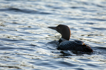 Loon Swimming in a Lake in Minocqua, Wisconsin