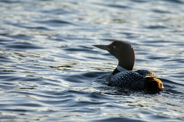 Loon Swimming in a Lake in Minocqua, Wisconsin