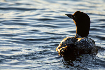 Loon Swimming in a Lake in Minocqua, Wisconsin