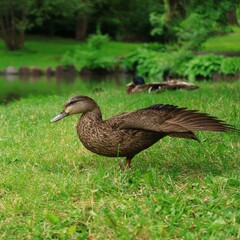 水辺にくつろぐカモ