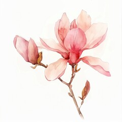 Fototapeta premium A graceful watercolor pink magnolia isolated on white background