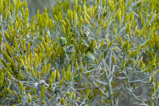 Full Frame View of Rubber Rabbitbrush