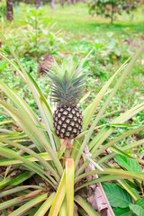 fresh pineapple fruits in the Myanmar garden.