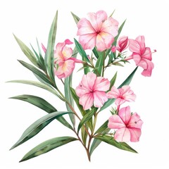 Obraz premium A lovely watercolor pink oleander isolated on a white background 