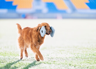 Golden retriever in competition