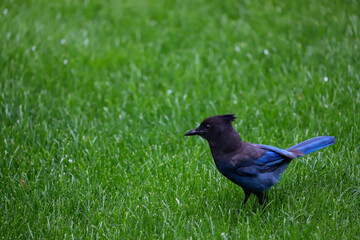 crow on the grass