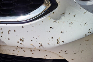 dead insects on a bumper © vectorass
