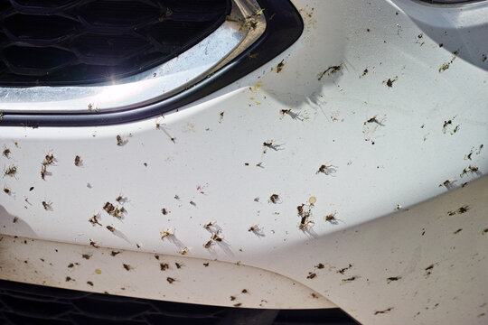 dead insects on a bumper