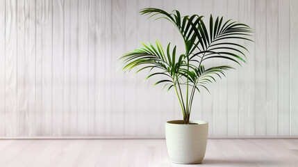 A minimalist image with a white background showcasing a single parlor palm in a simple white pot, centered