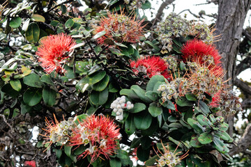 ハワイを旅行する
