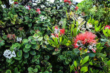 ハワイを旅行する
