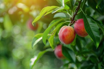 Ripe Peaches Hanging on a Branch in a Lush Orchard